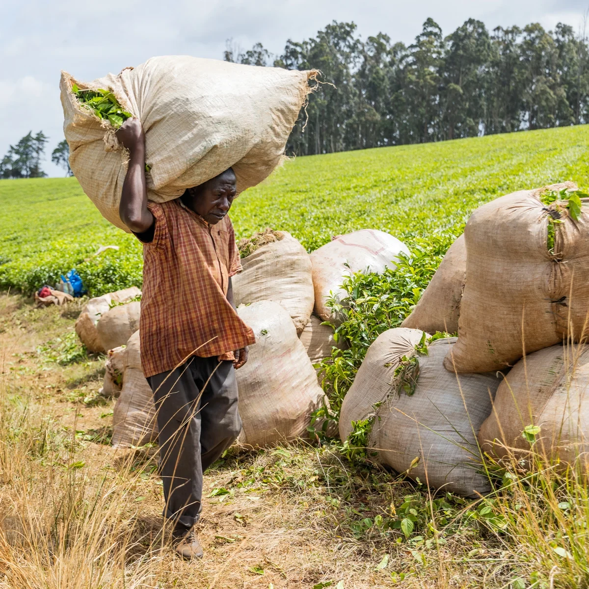 Bild: Anbau von Tee in Kenia (Plantage)