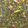 Aromatisierter Grüner Tee Original Japan Morning Dew